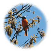 bluebird