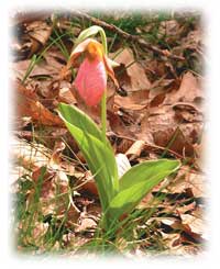 lady's slipper